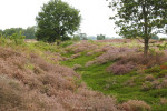Engbertsdijksvenen